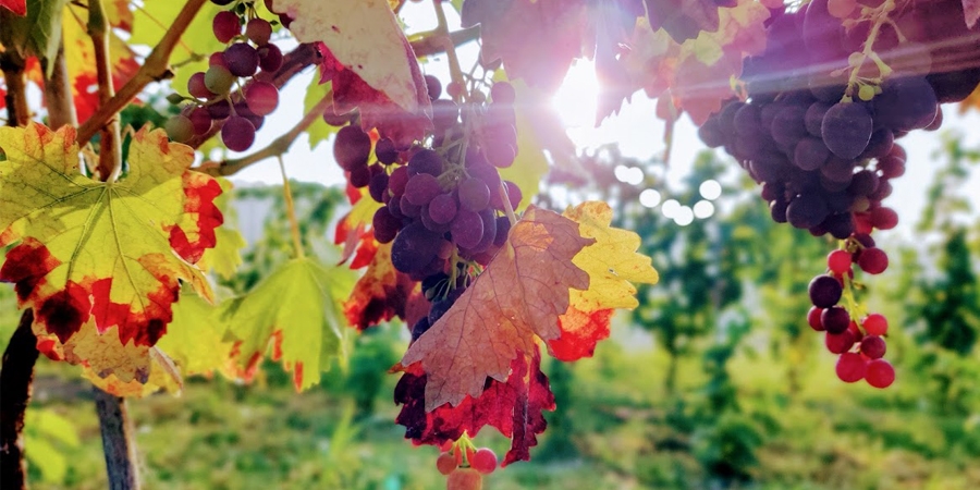 Koop Een Vat:  unieke wijn uit je eigen vat